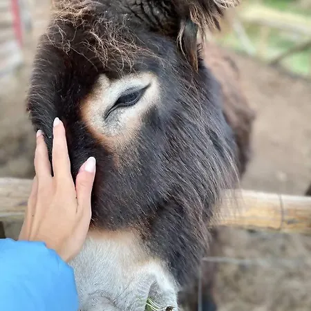 Mountain Eco Shelter 7 Funchal (Madeira)