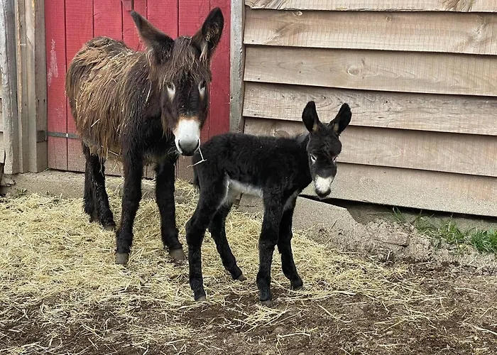Mountain Eco Shelter 7 Luxussátor
