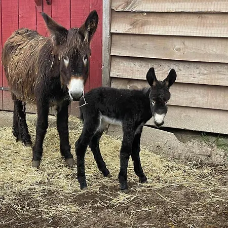 Mountain Eco Shelter 7 Lyxtält