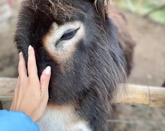 Mountain Eco Shelter 7 Funchal (Madeira)