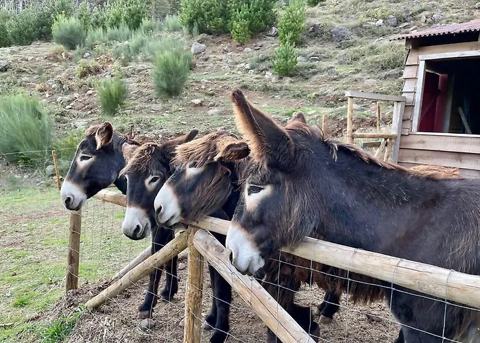 Mountain Eco Shelter 7 Tente de luxe *